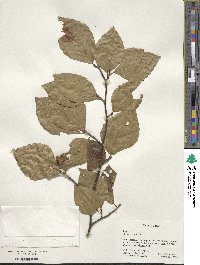 Fagus crenata image