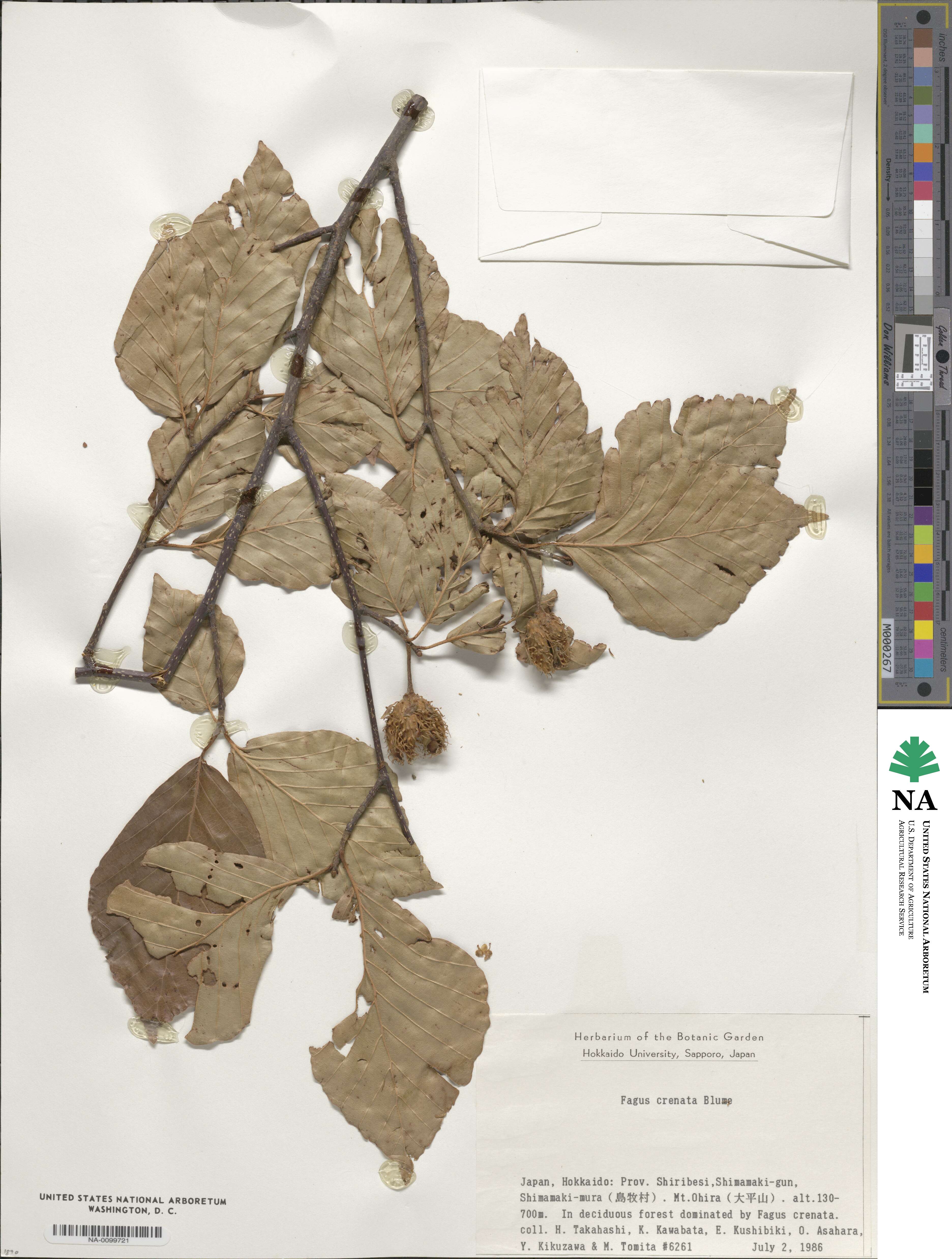 Fagus crenata image