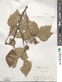 Fagus crenata image