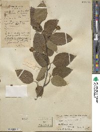 Fagus engleriana image