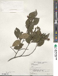 Fagus japonica image