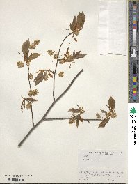 Fagus japonica image