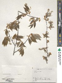 Fagus japonica image