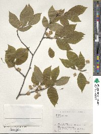 Fagus japonica image