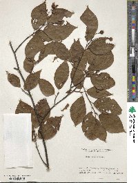 Fagus japonica image