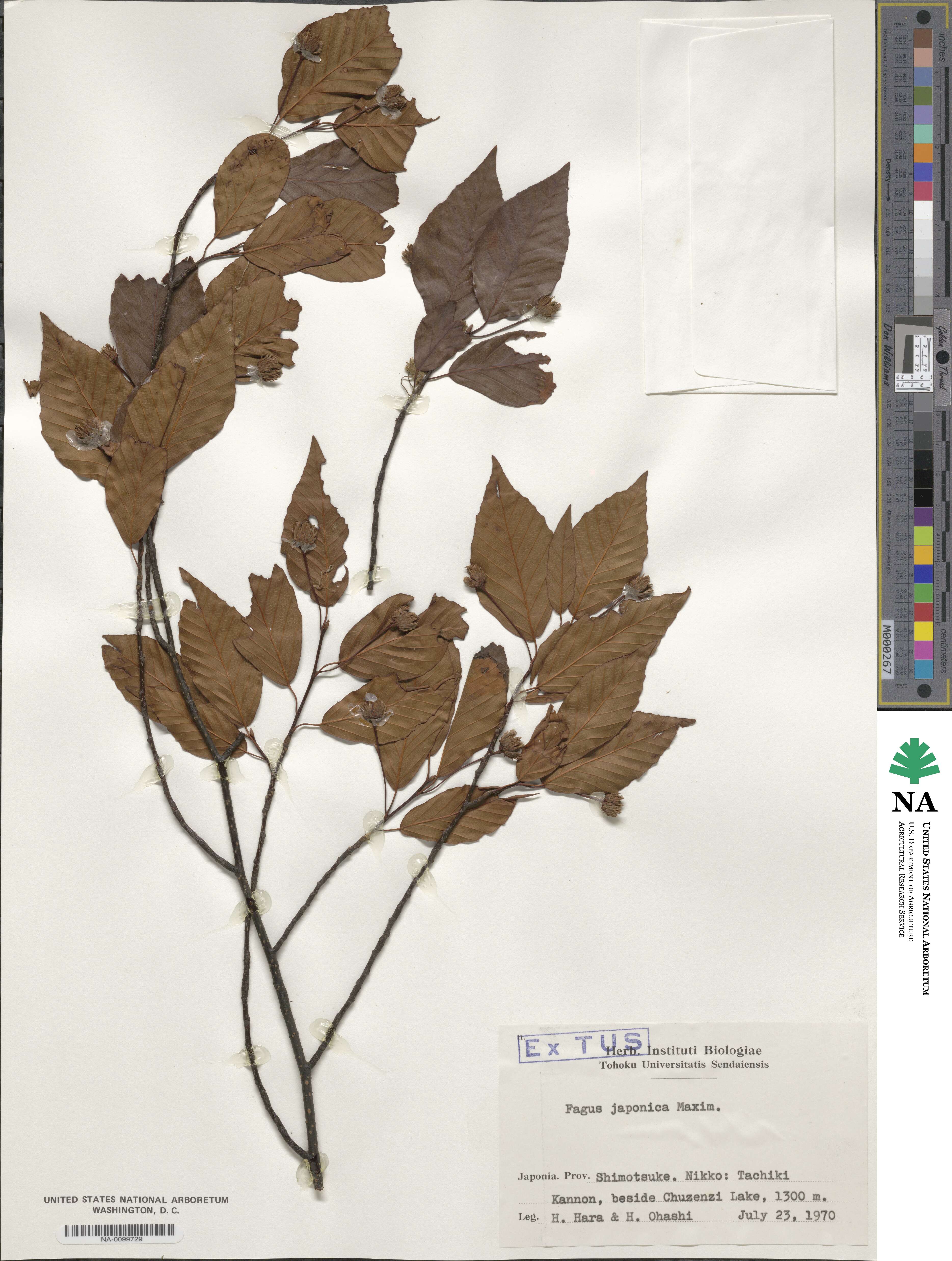 Fagus japonica image