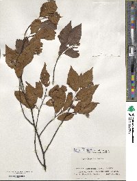 Fagus japonica image