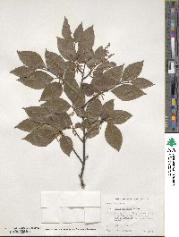 Fagus japonica image