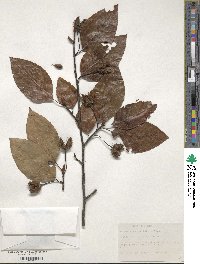 Fagus sinensis image