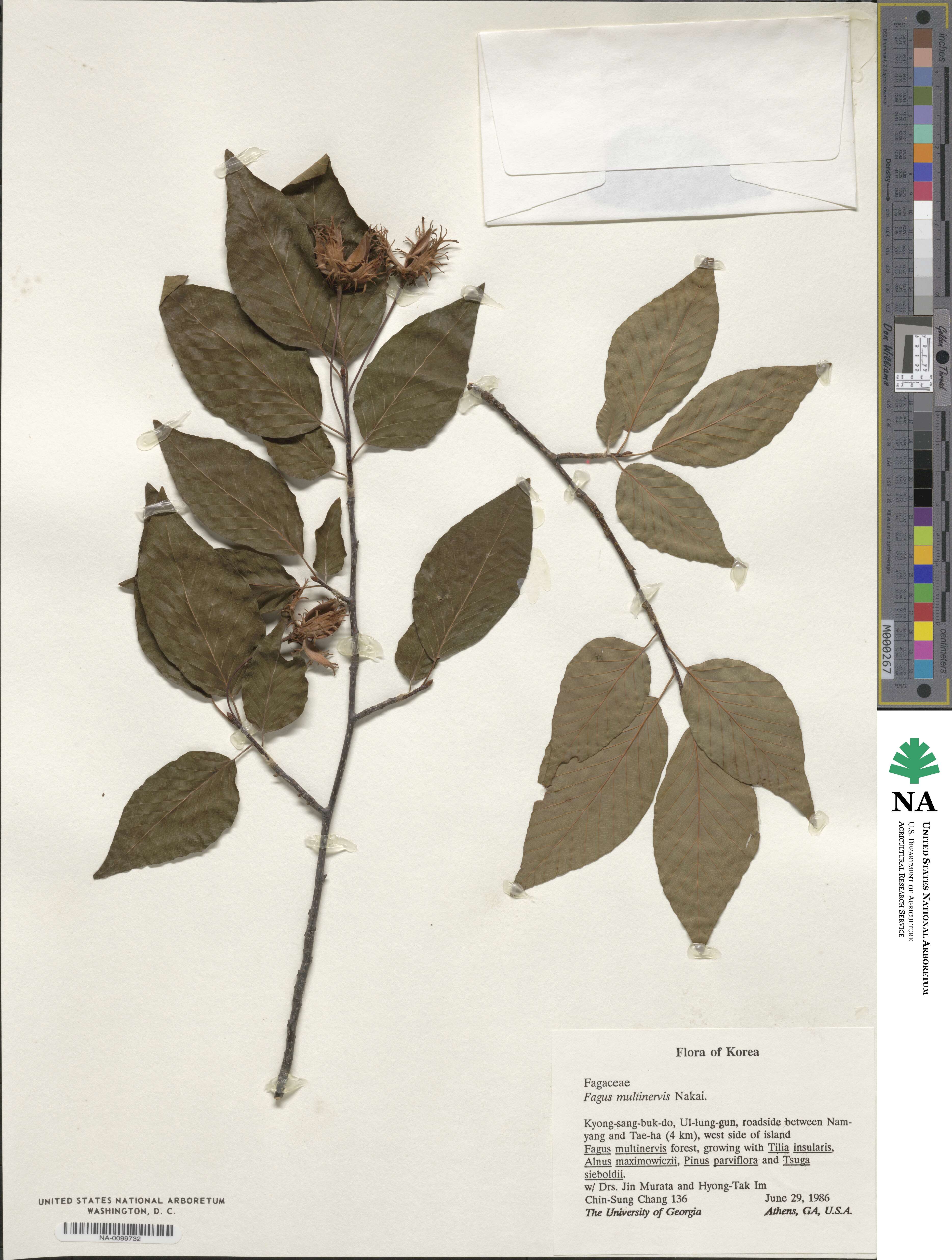 Fagus multinervis image