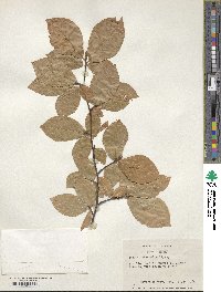 Fagus orientalis image