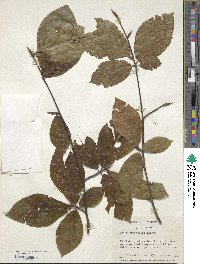 Fagus orientalis image