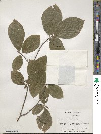 Fagus orientalis image