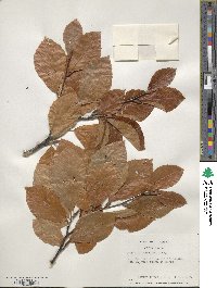 Fagus orientalis image