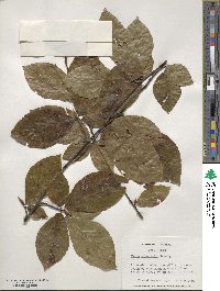 Fagus orientalis image