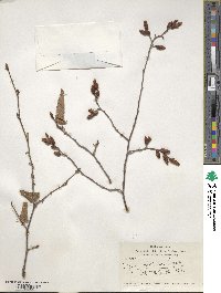 Fagus orientalis image