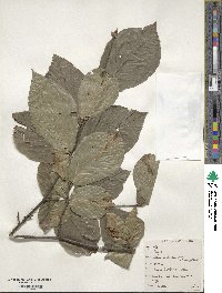 Fagus orientalis image