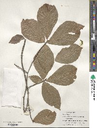 Fagus orientalis image