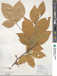 Fagus orientalis image