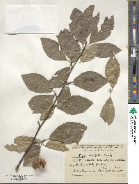 Fagus orientalis image