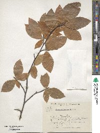 Fagus orientalis image