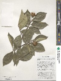 Fagus orientalis image