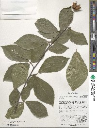 Fagus orientalis image