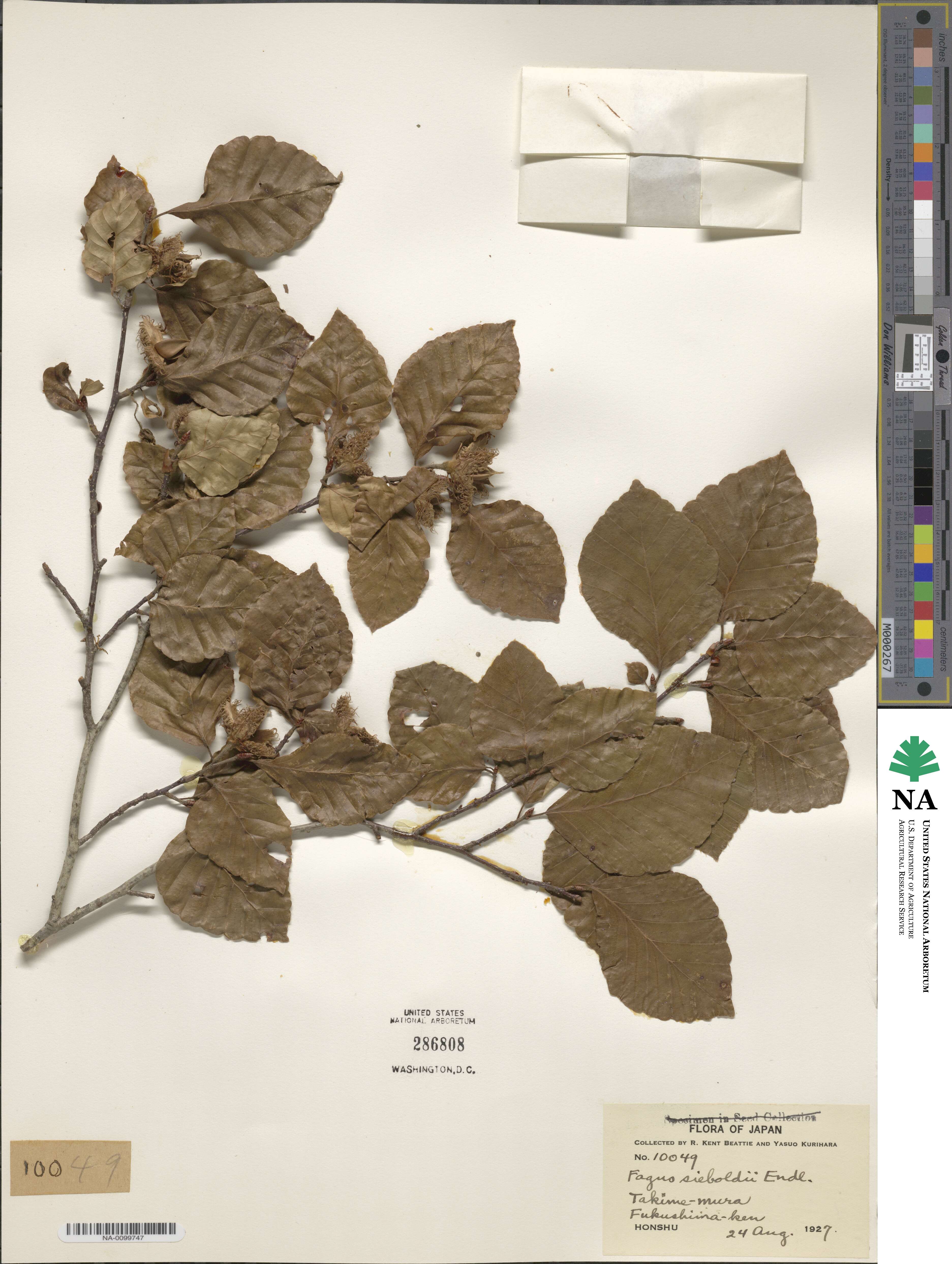 Fagus crenata image