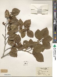 Fagus crenata image