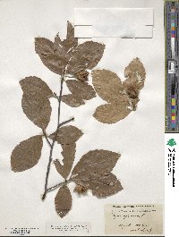 Fagus sylvatica image