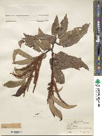 Castanea crenata image