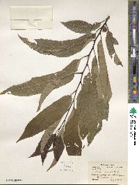 Castanea crenata image