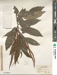 Castanea crenata image