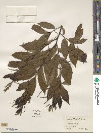 Castanea crenata image