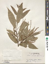 Castanea crenata image