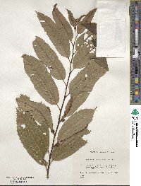 Castanea crenata image