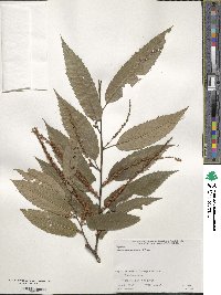 Castanea crenata image