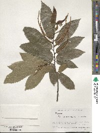 Castanea crenata image