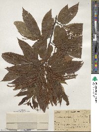 Castanea crenata image