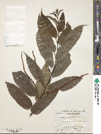 Castanea crenata image