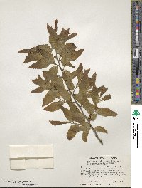 Castanea crenata image