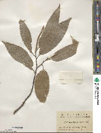 Castanea henryi image