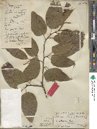 Castanea henryi image