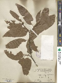 Castanea henryi image