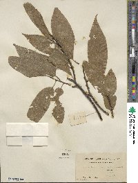 Castanea henryi image