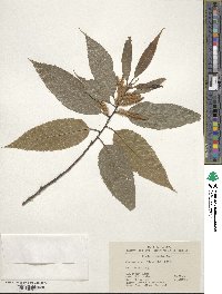 Castanea henryi image