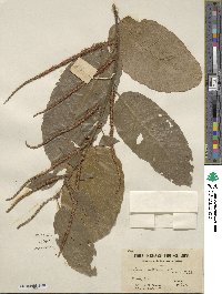 Castanea mollissima image