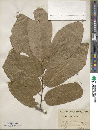 Castanea mollissima image