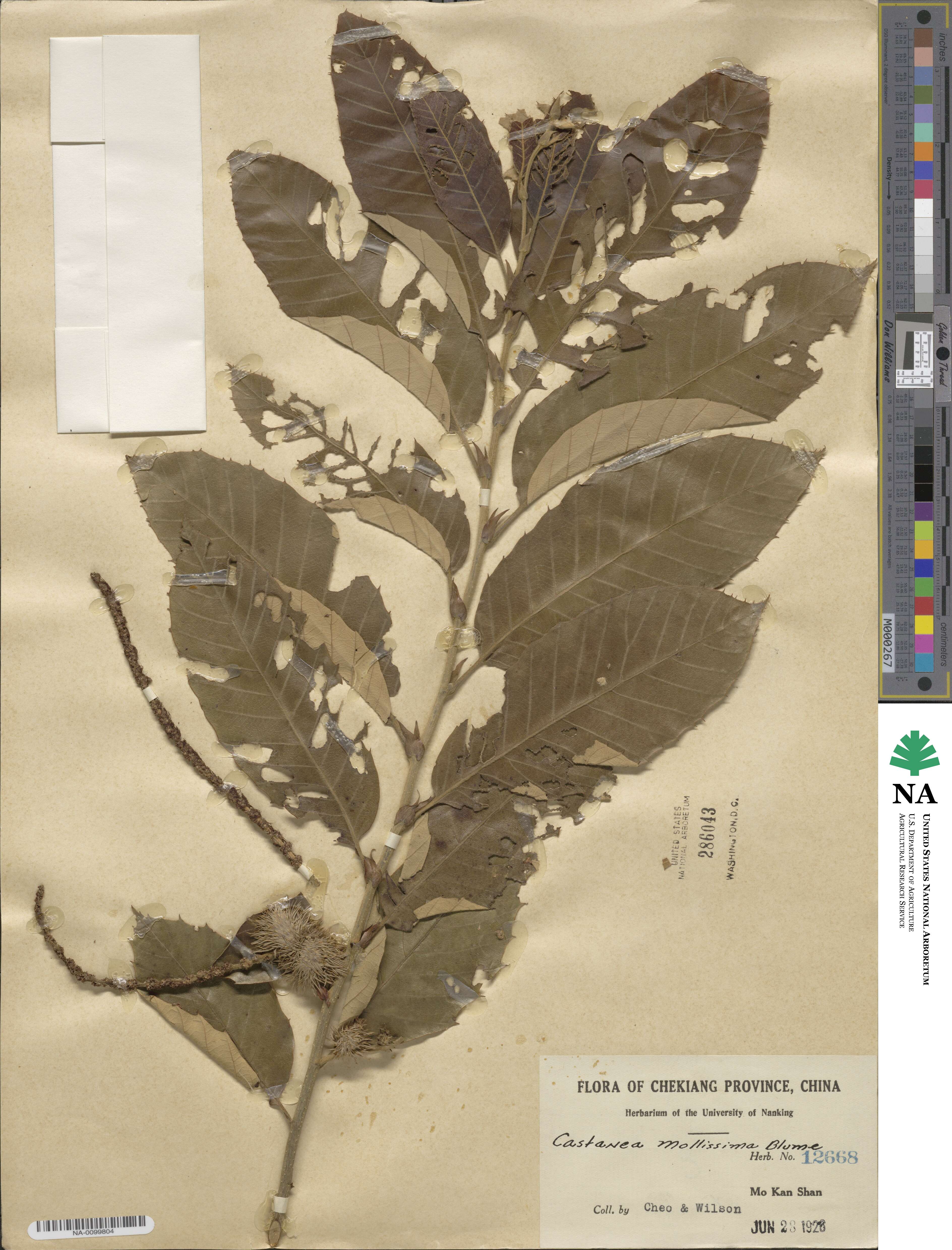 Castanea mollissima image
