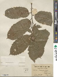 Castanea mollissima image